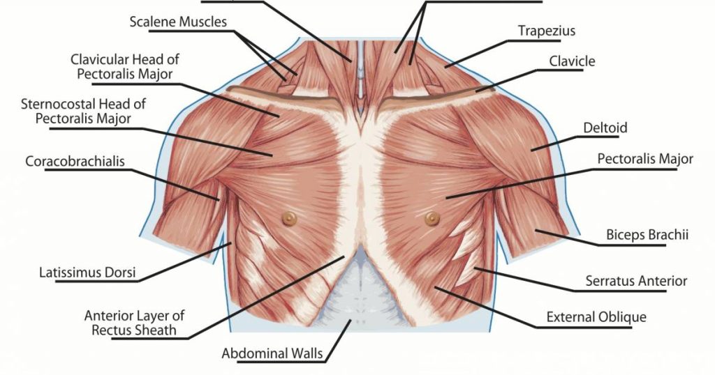Uit deze spieren bestaat je borst
