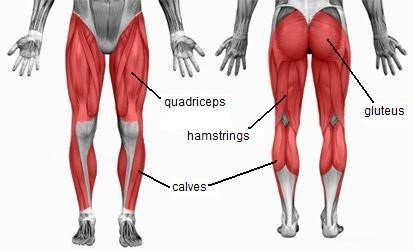 Verschillende spieren in je benen