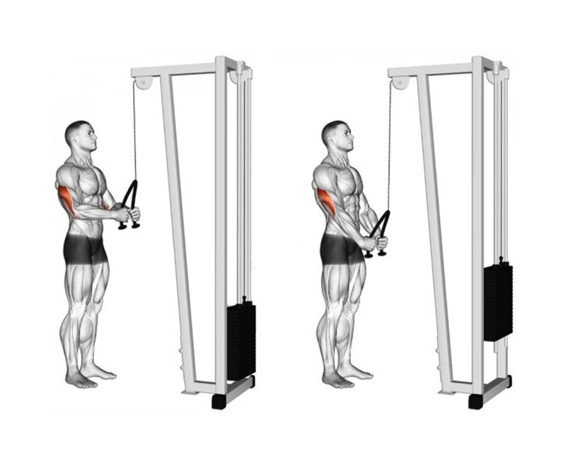 uivoering tricep push down